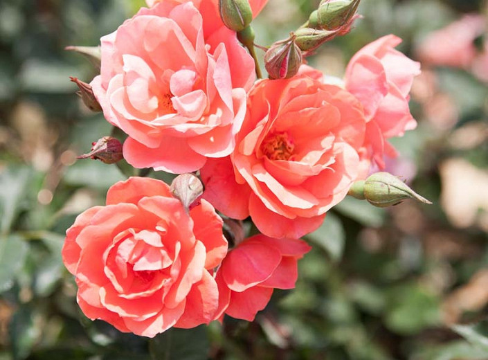 Rose 'Coral Knock Out', Rosa 'Coral Knock Out', 'Coral Knock Out' Rose, Shrub Roses, Rose bushes, Garden Roses, Rosa 'Radral', Coral Roses, Coral Flowers, Orange Roses, Orange Flowers